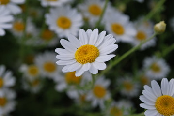 daisies in the garden