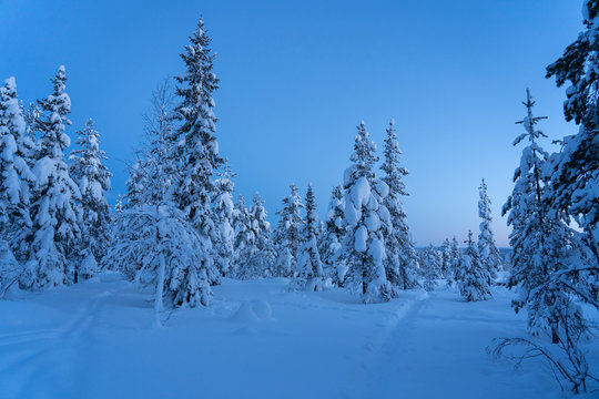 Pine trees covered in snow in Hedmark, Norway