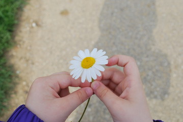 flower in child's hands