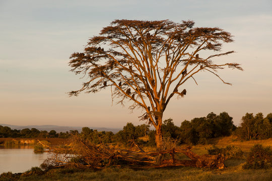 Baboons on tree, Kenya