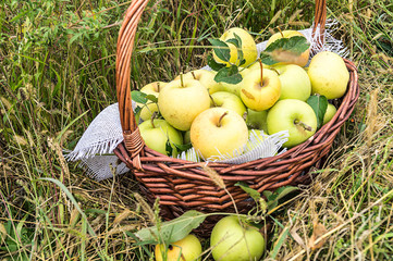 Autumn, apple orchard. Harvesting. A basket full of ripe, yellow apples stands in the grass. Golden superb is the name of the apple variety.
