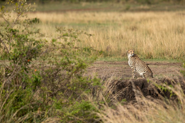 Cheetah looking all over surrounding for prey, Masai Mara, Kenya
