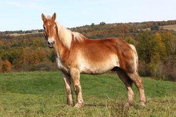 Honey colored Amish working draft horse standing on a hill full face view