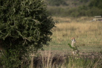 Obraz na płótnie Canvas Cheetah looking all over surrounding for prey, Masai Mara, Kenya