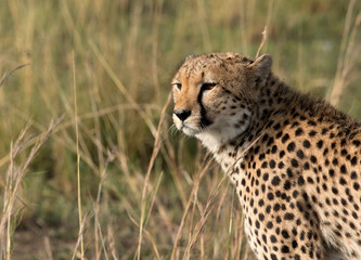 Naklejka na ściany i meble Portrait of a Cheetah, Masai Mara, Kenya