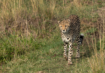 A Cheetah waking in Masai Mara grassland, Kenya