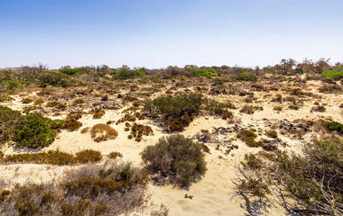 picturesque savannah with green bushes on foreground and with deep blue sky on background, desert landscape