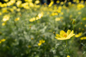 COSMOS
