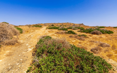 picturesque savannah with a road and green bushes with deep blue sky on background, desert landscape