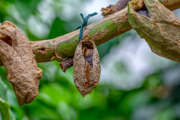 Butterflies farm. Sign In Different butterflies chrysalis on a branch - Stock Image