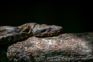 Anaconda en una rama de árbol de la amazonia ecuatoriana