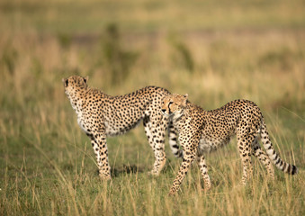A pair of cheetah at Masai Mara grassland, Kenya