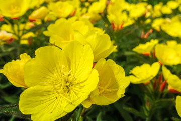 one yellow flower in the sun, close up, against the backdrop of many others
