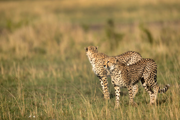 A pair of Cheetah in vast Savannah of Masai Mara, Kenya