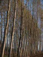 Obraz premium tree trunks of trees in the forest