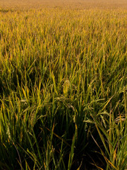 green wheat field