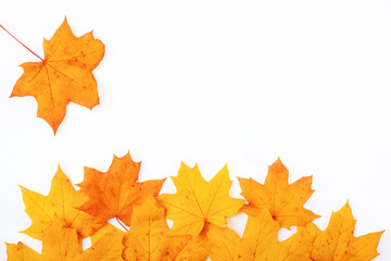 frame on a white background with falling autumn maple leaf