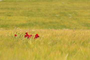 Mohnblumen im Getreidefeld