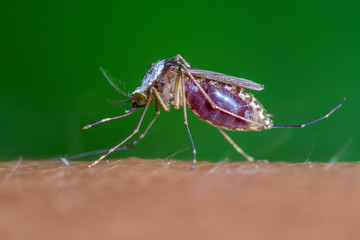Close up of Mosquito sucking human blood, Thailand.