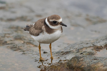 little ringed plover, (Charadrius dubius curonicus),  standing on rocks with ocean salt water