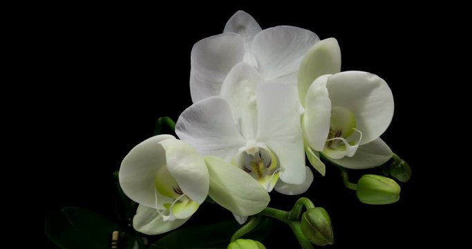 Time-lapse of opening orchid 4K on black background