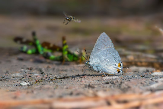 Silver Royal  or Ancema blanka minturna (Fruhstorfer, 1912), beautiful white butterfly eating some food on ground  in Thung salaeng luang national park, Thailand.