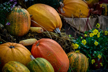 pumpkins and gourds