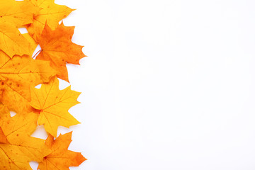 frame with autumn orange maple leaves on a white background