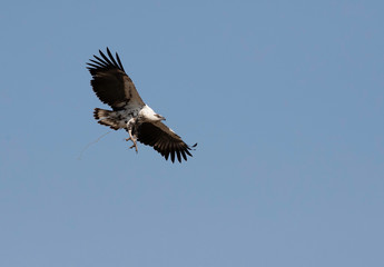 The African fish eagle in flight, Masai Mara, Kenya