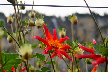lauterbrunnen switzerland flowers