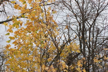 yellow tree in autumn