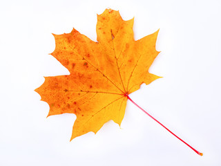Autumn yellow-orange maple leaf on a white background, symbol of Canada