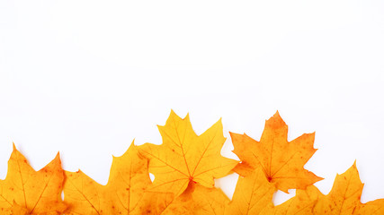 autumn yellow maple leaves on white background, frame autumn day with copy space