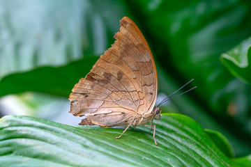 Closeup beautiful butterfly in a summer garden