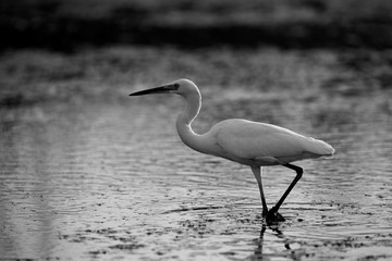 The intermediate egret wading at Asker marsh, Bahrain 