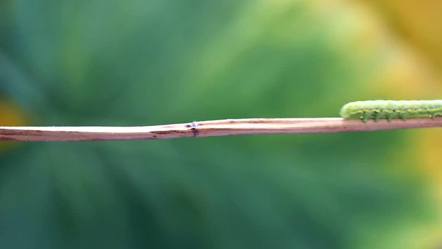 Green moth caterpillar (Lacanobia oleracea ) crawling on a twig
