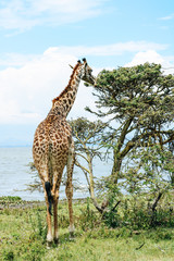 Giraffe on Crescent Island in Kenya, Africa