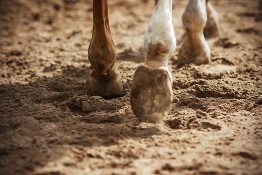 The hooves of a sorrel horse with white spots on his feet, which is walking on a sandy field, illuminated by bright sunlight.