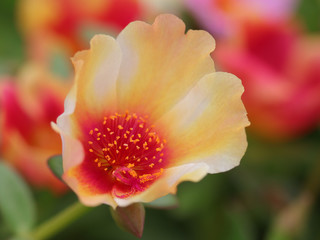 Fototapeta premium beautiful close up flower head.