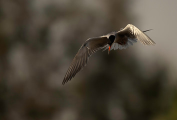 White-cheeked tern in flight, Bahrain 