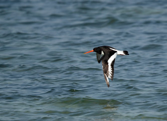 Oystercatcher in flight at Busiateen coast, Bahrain 