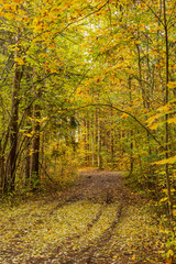 Colourful forest path in autumn with fallen  leaves on the ground and trees on October day  in Latvia