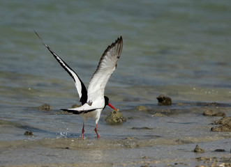 Oystercatcher takeoff at Busiateen coast, Bahrain 