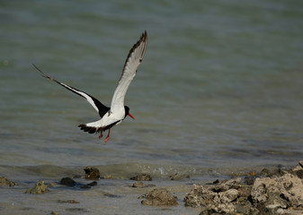 Fototapeta na wymiar Oystercatcher takeoff at Busiateen coast, Bahrain 