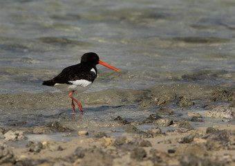 Oystercatcher at Busaiteen coast, Bahrain 