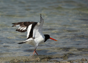 Oystercatcher takeoff at Busiateen coast, Bahrain 