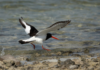 Oystercatcher takeoff at Busiateen coast, Bahrain 