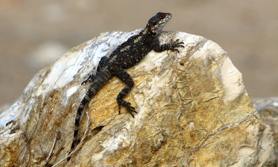 lizard sitting on a stone on the shores of the Mediterranean Sea in northern Israel and basking in the sun