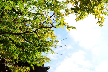 tree with green leaves