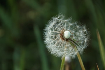 Fototapeta premium Pusteblume